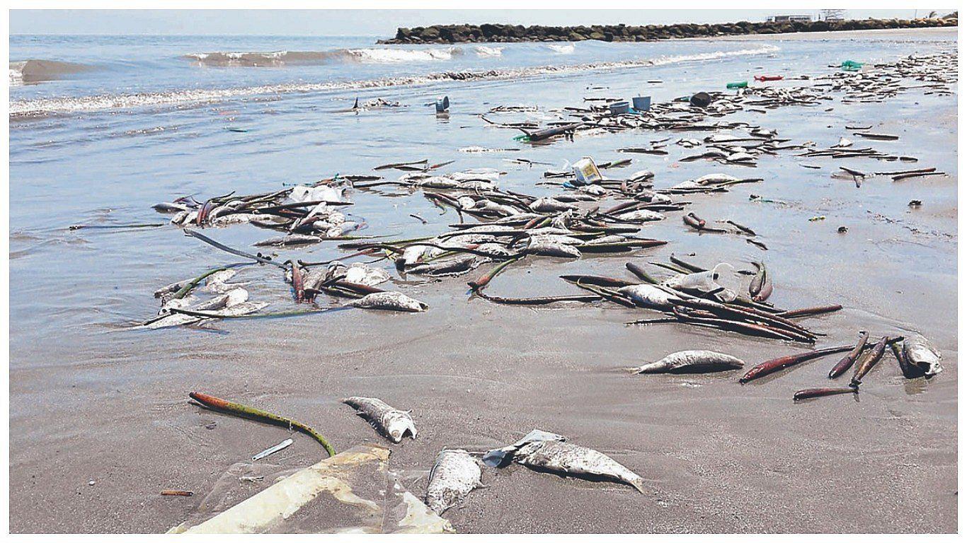 Especies marinas de talla pequeña varan en la playa de Los Órganos
