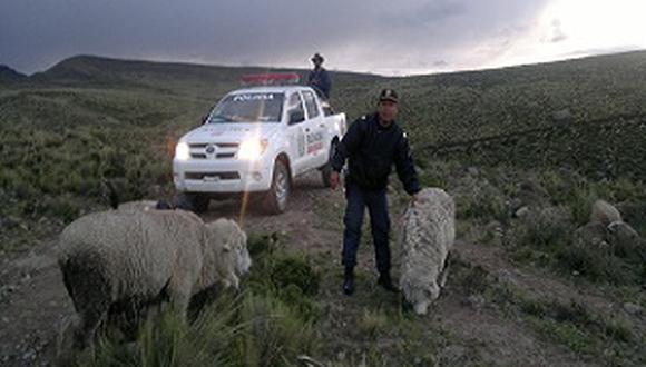 Ayacuchanos prefieren criar ovejas y gallinas según ranking