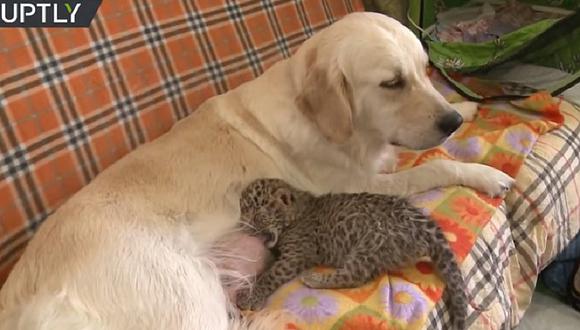 Enternecedor: Perrita amamanta a cachorro de leopardo (VIDEO)