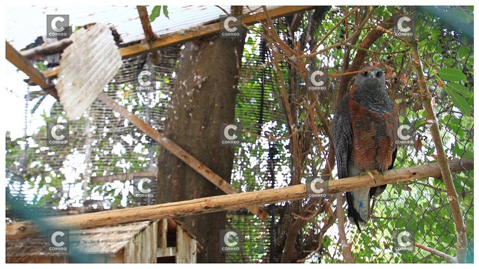 Animales del zoológico de Huancayo también son afectados por el frío (FOTOS)