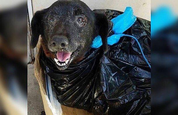 Facebook: Perrita es abandonada por sus dueños dentro de una bolsa de basura (VIDEO)
