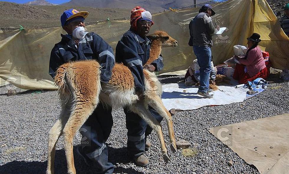 Chaku, una ceremonia ancestral que perdura en Arequipa (FOTOS y VIDEO)