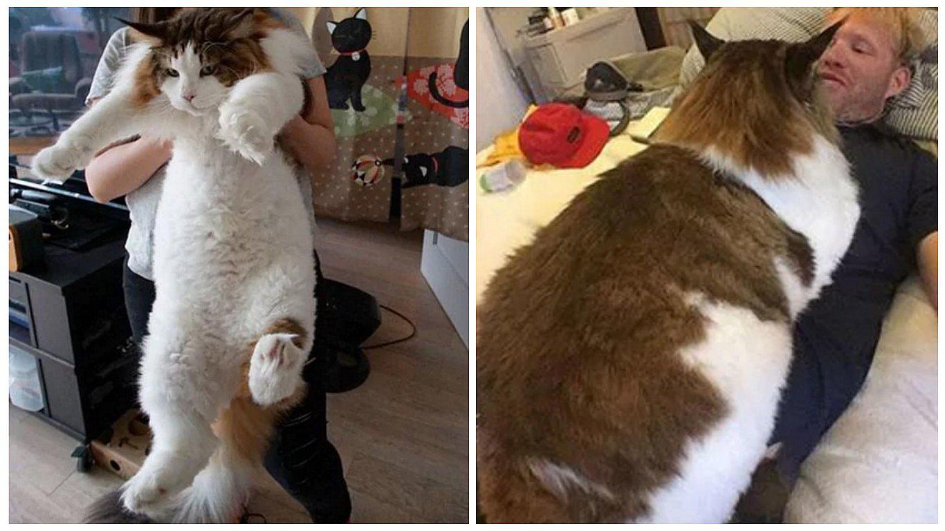 ​¡Sorprendente! El increíble peso del gato más gordo del mundo