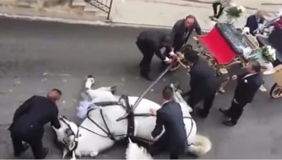 ​Youtube: caballo se desploma de agotamiento tras arrastrar carroza de recién casados (VIDEO)