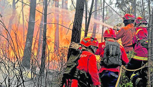 Tarma: incendio acaba con bosque de eucaliptos