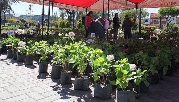 Venden plantas a precios económicos por dos días en Arequipa
