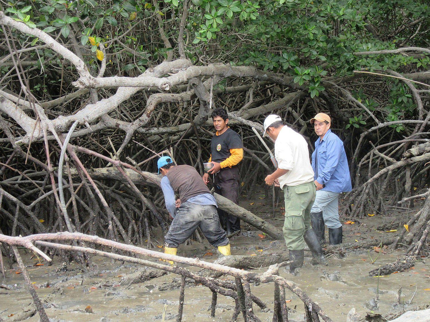Siembran 70 mil conchas negras en Santuario Los Manglares 