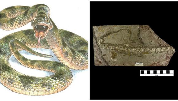 Descubren el color original de una serpiente de hace diez millones de años