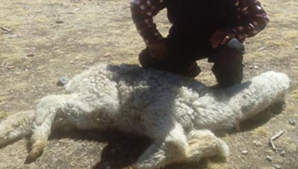 Muerte de alpacas en Huancavelica.