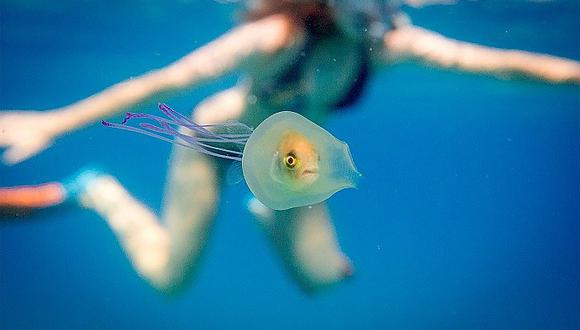 Instagram: Foto de un pez dentro de una medusa se vuelve viral (FOTOS) 