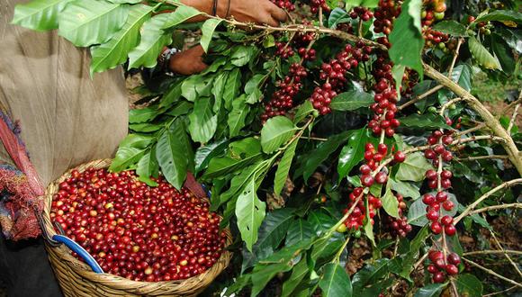 Este proyecto busca fortalecer la cadena productiva del café peruano, extendiendo los conocimientos, tecnología y buenas prácticas desde las cooperativas hacia los productores cafetaleros. (Foto: GEC)