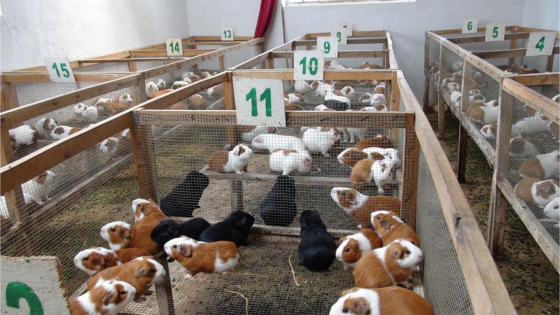 Mejoran crianza de cuy en asociación Cerro Baúl de Torata