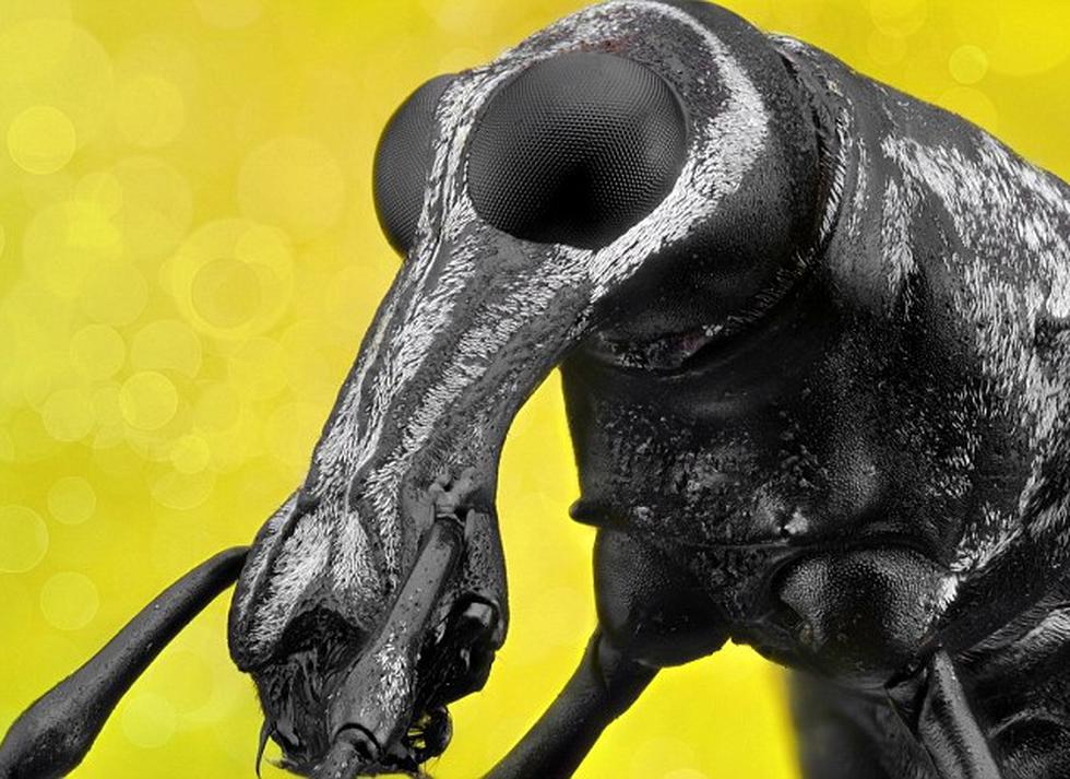 Cara a cara con los insectos más espeluznantes