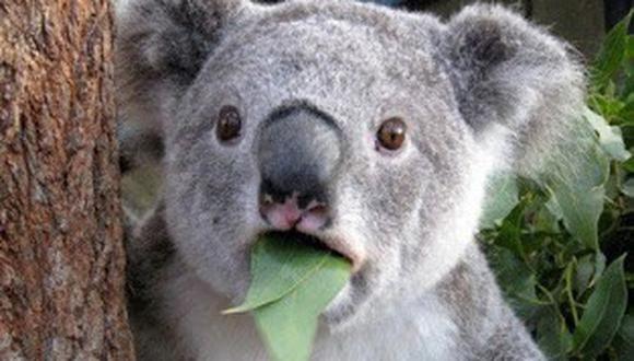 Salvan a koala haciéndole respiración boca a boca (VIDEO)