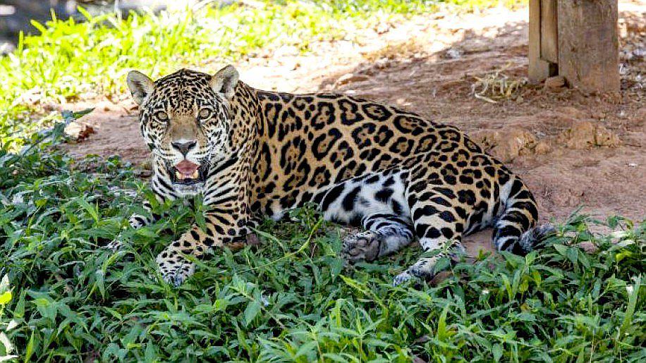 Capturan a otorongo que se escapó de reserva e ingresó a la ciudad (VIDEO)