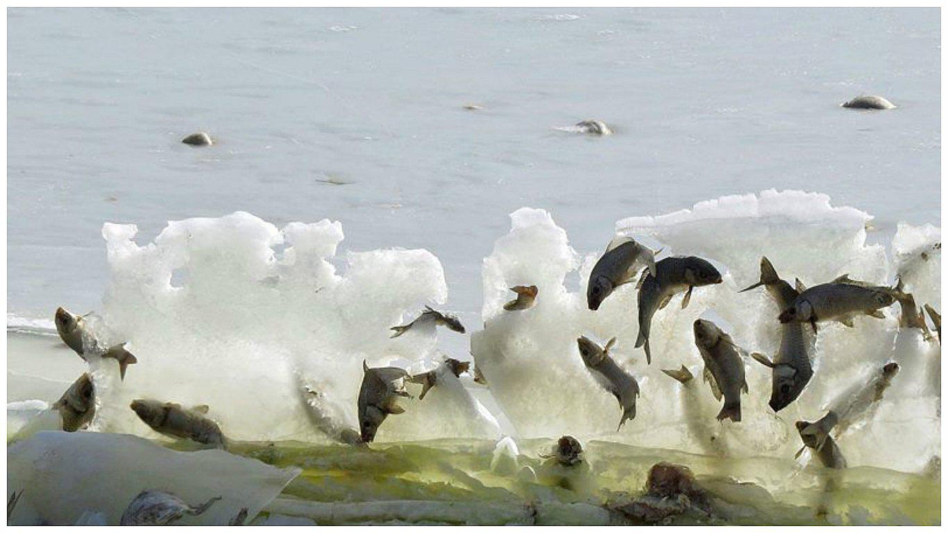 Científicos desconcertados por peces congelados en pleno salto