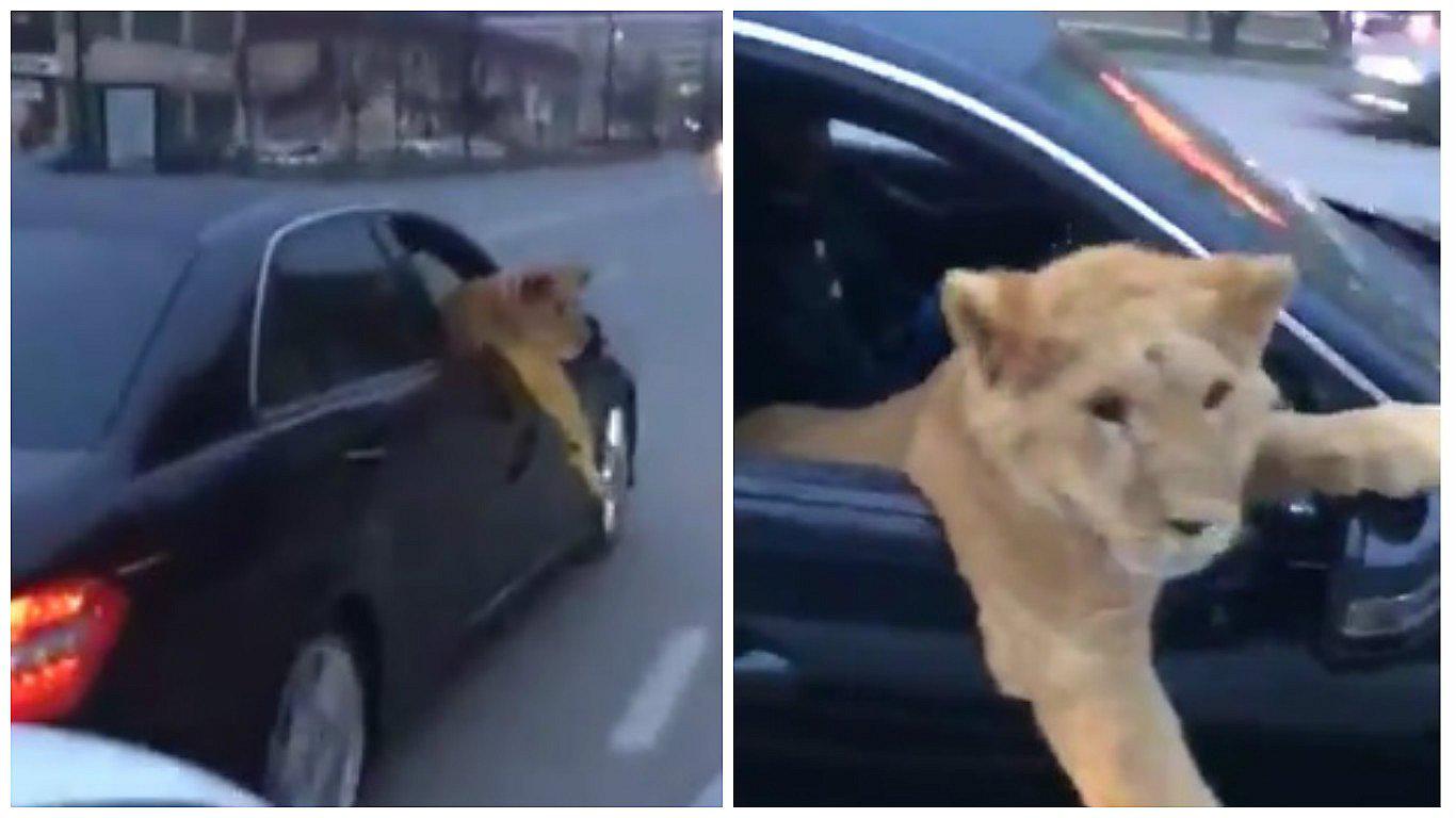 Twitter: jóvenes sacan a pasear a un león en su auto y el felino hace esto [VIDEO]