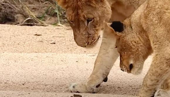 Cinco leones se enfrentan a un cangrejo en curioso video viral de YouTube (Foto: Latest Sightings)