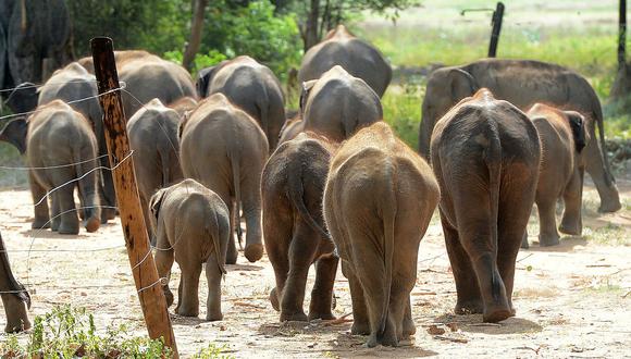Nueve elefantes murieron electrocutados tras escapar de reserva animal