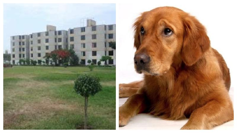 Denuncian vecinos de Surco (Foto: Difusión)