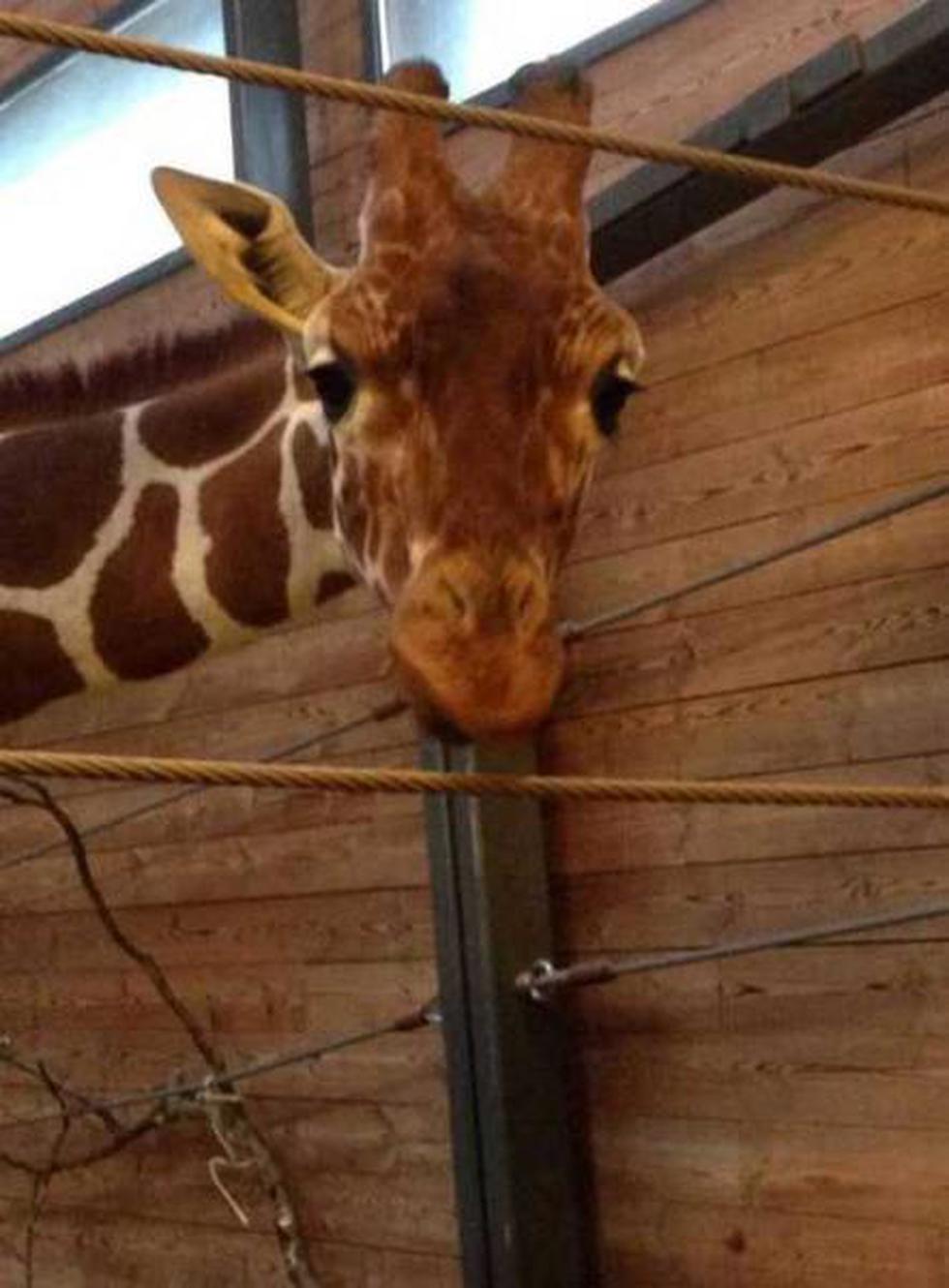 Dinamarca: Zoológico sacrifica a jirafa pese a intensa campaña en Internet