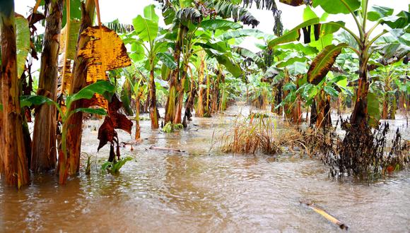 Desborde de los ríos Inambari, Tambopata y Madre de Dios ocasionan incalculables pérdidas materiales.