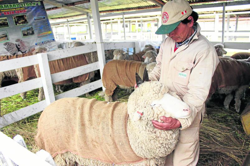 Piden que ovino de Raza Junín se declare Patrimonio Genético Nacional 
