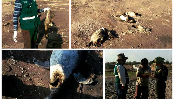 TACNA: hallan más de 20 pinguinos muertos en playas de Tacna (VIDEO)