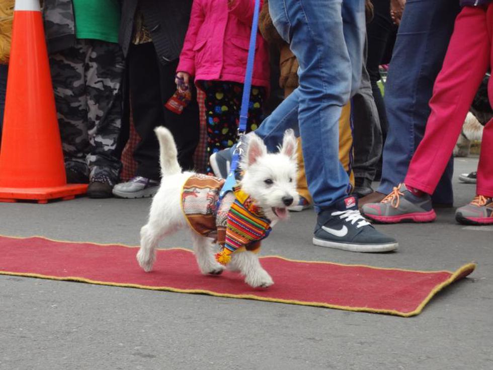 Perroton 2014: Canes lucieron sus mejores disfraces (FOTOS)