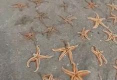 Denuncian depredación de estrellas de mar en playa Los Hornos