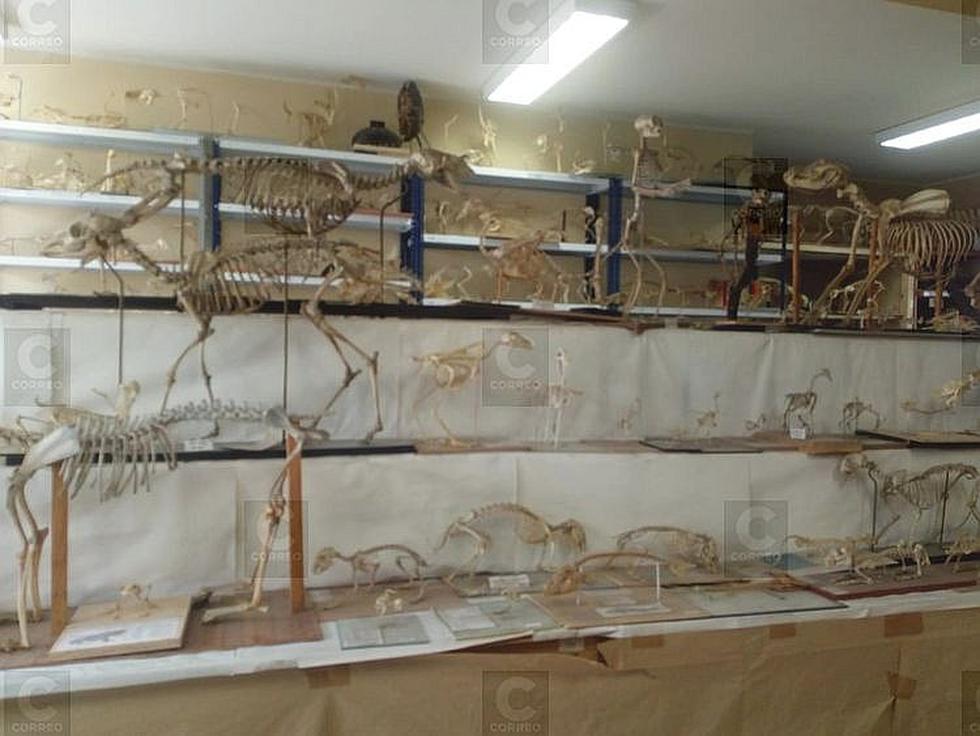 Mil 300 especímenes en el Museo de Historia Natural (FOTOS)