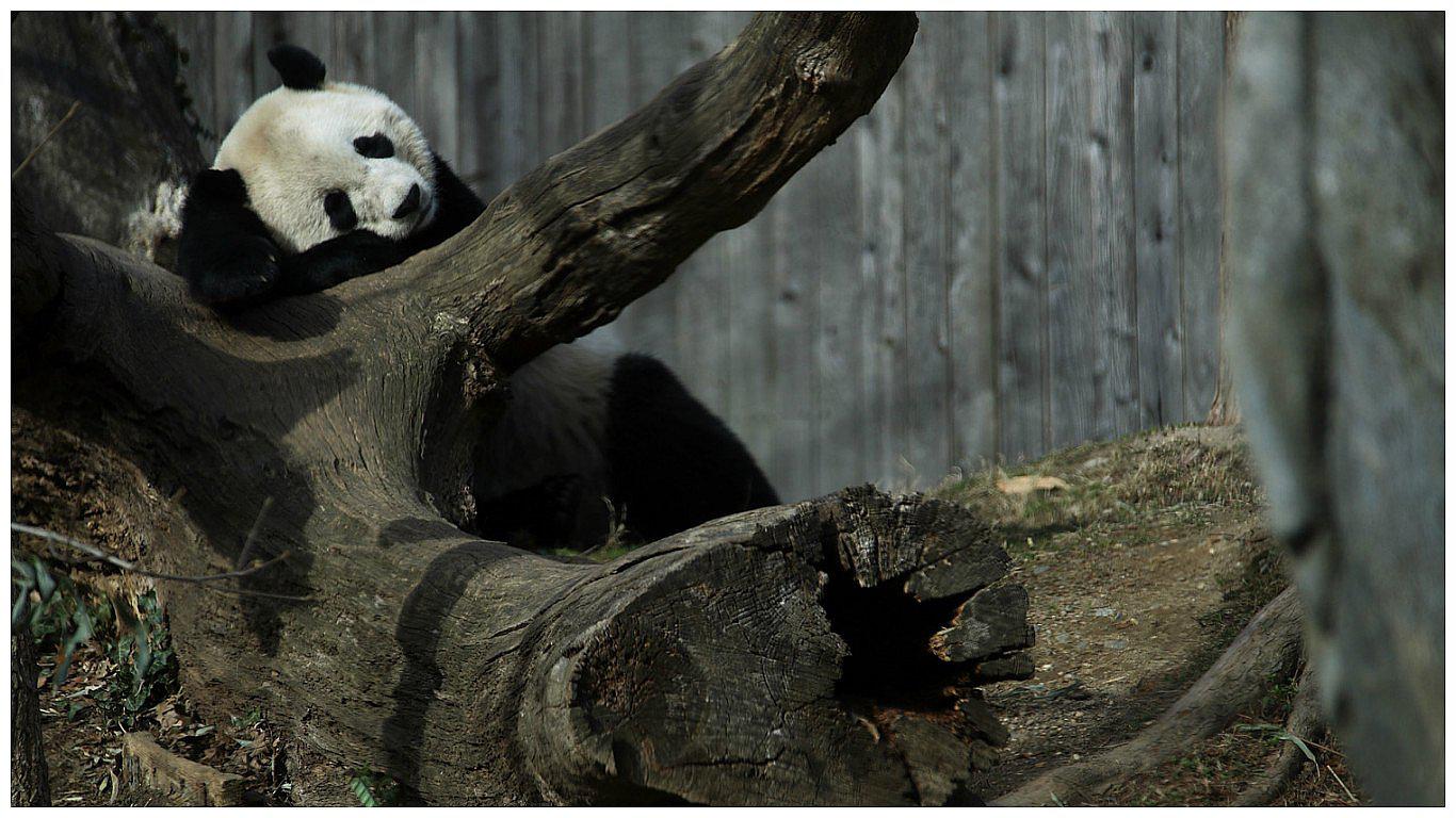 Bao Bao: panda gigante regresa a China, la tierra de sus ancestros (VIDEO)
