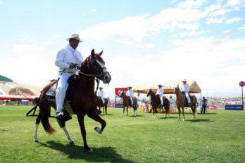 Caballos
 peruanos
 de paso