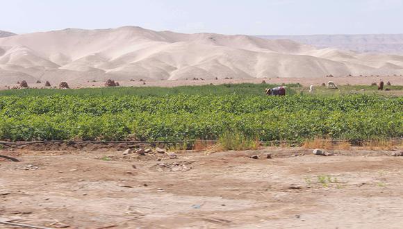 Moquegua: Producción agrícola se reduce a la mitad en Moquegua por falta de lluvias
