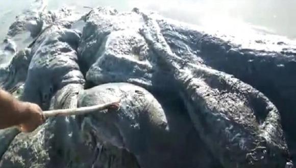 Facebook: identifican extraño animal marino hallado en Acapulco (VIDEO)