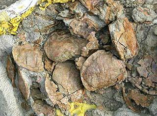 Gran hallazgo de tortugas jurásicas