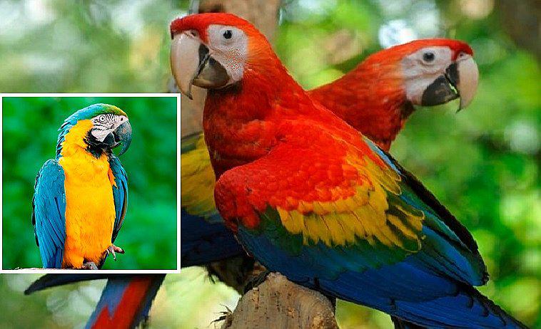 ¿Los guacamayos se sonrojan como los humanos en situaciones de emociones intensas? (FOTOS)