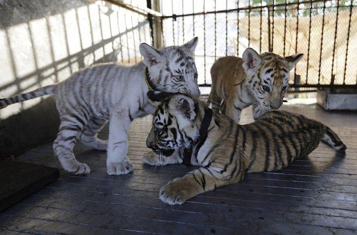 Tigres de bengala que nacieron en circo mexicano no pueden abandonar Nicaragua