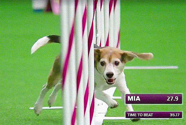 ​Facebook: Perrita despistada conquista las redes tras perder concurso de agilidad