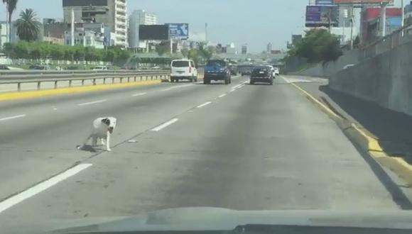 Facebook: Perro cae de vehículo en plena Vía Expresa tras ser llevado en maletera (VIDEO Y FOTOS)