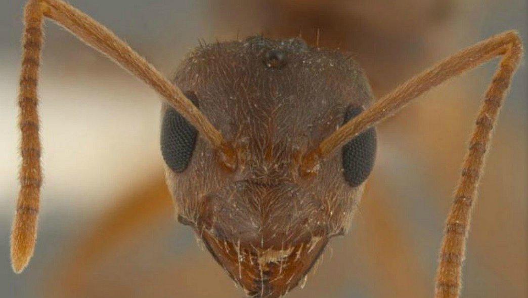 Parásito de las hormigas podría llegar al organismo humano