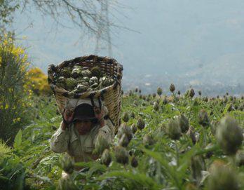 Se reducen  cultivos de alcachofa