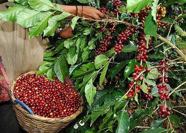 Crédito para cafetaleros se reduce de 10% a 5% y aumentan sus plazos