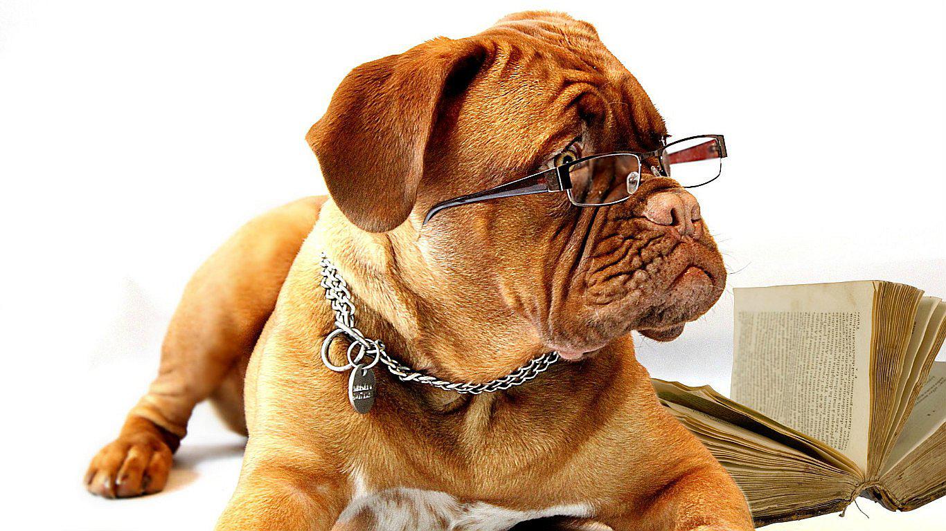 Datos científicos de los perros que quizá no conocías