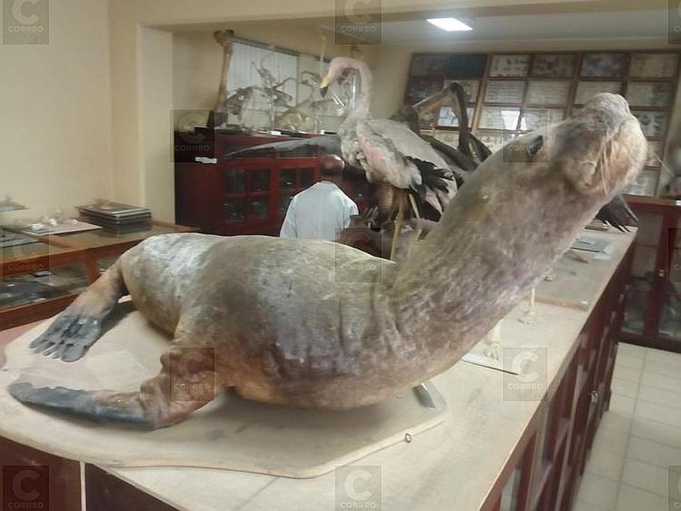 Mil 300 especímenes en el Museo de Historia Natural (FOTOS)