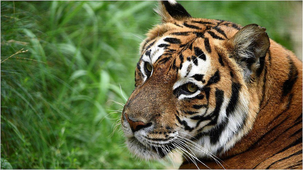 Tigre ataca a su cuidador y le arranca los brazos (VIDEO) 