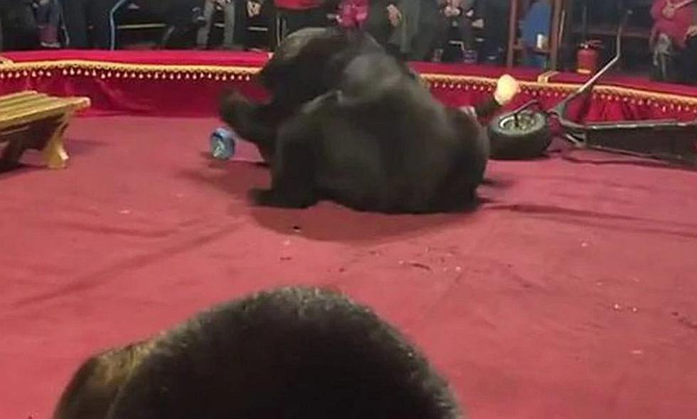 ​Oso se resiste a ser un "juguete de circo" y ataca ferozmente a su dueño en pleno acto (FOTOS)