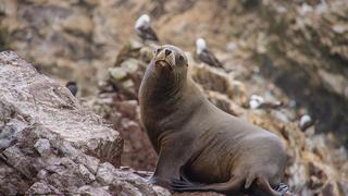 Protejamos nuestra fauna silvestre de la Reserva Nacional de Paracas