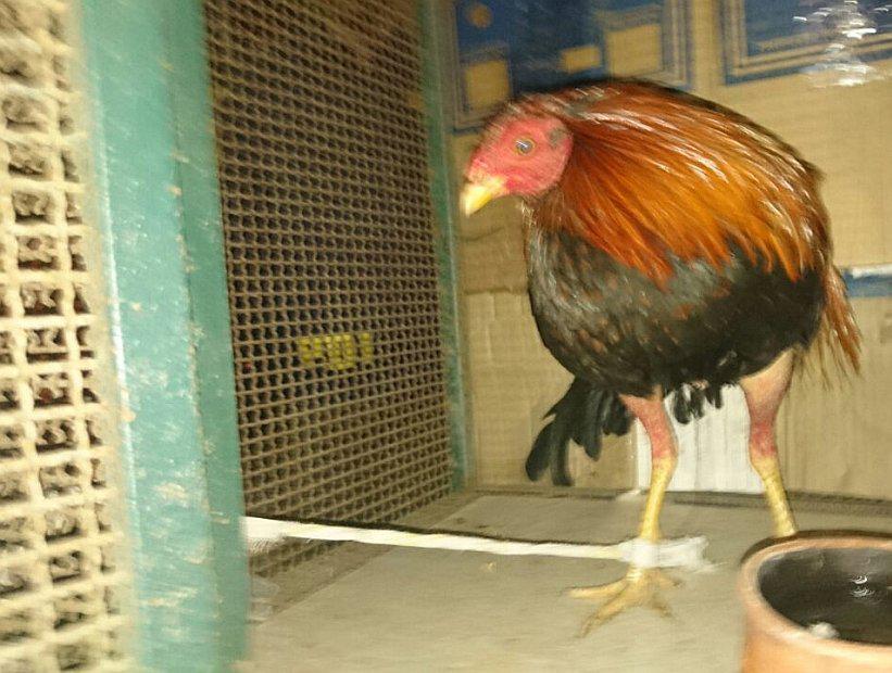 Peruano iba a Chile con gallos de pelea ocultos en el portamaletas