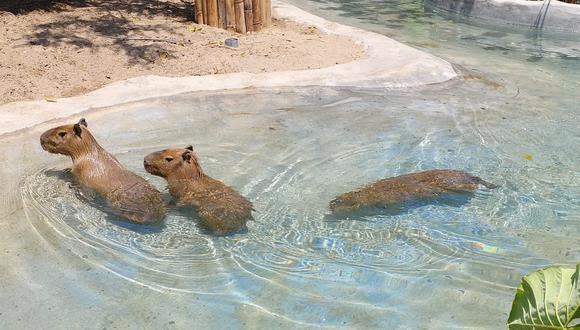 En vida natural, el ronsoco –también conocido como capibara o carpincho– vive en diferentes hábitats de América Central y del Sur, muy cerca de lagos, ríos, marismas o manglares. | Foto: Difusión